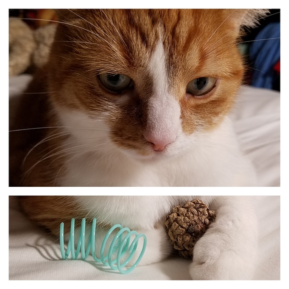 My Cats 𓃠🧡🧡𓃠 - Picture 4 of 16